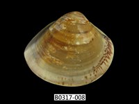 藏品(普通文蛤)的圖片